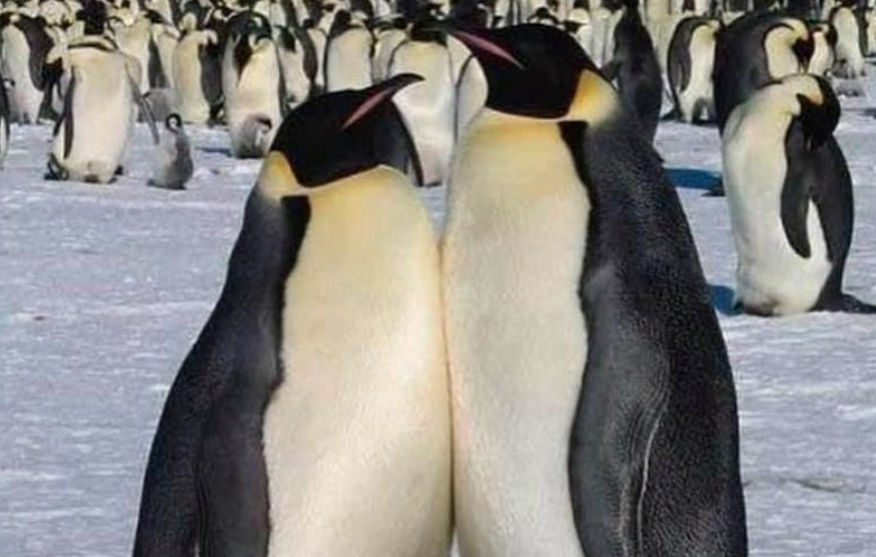 These adorable penguins